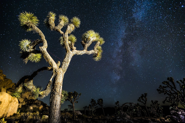 Company Logo For Stargazing Joshua Tree'