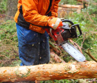 Tree Removal Services for Attleboro Property