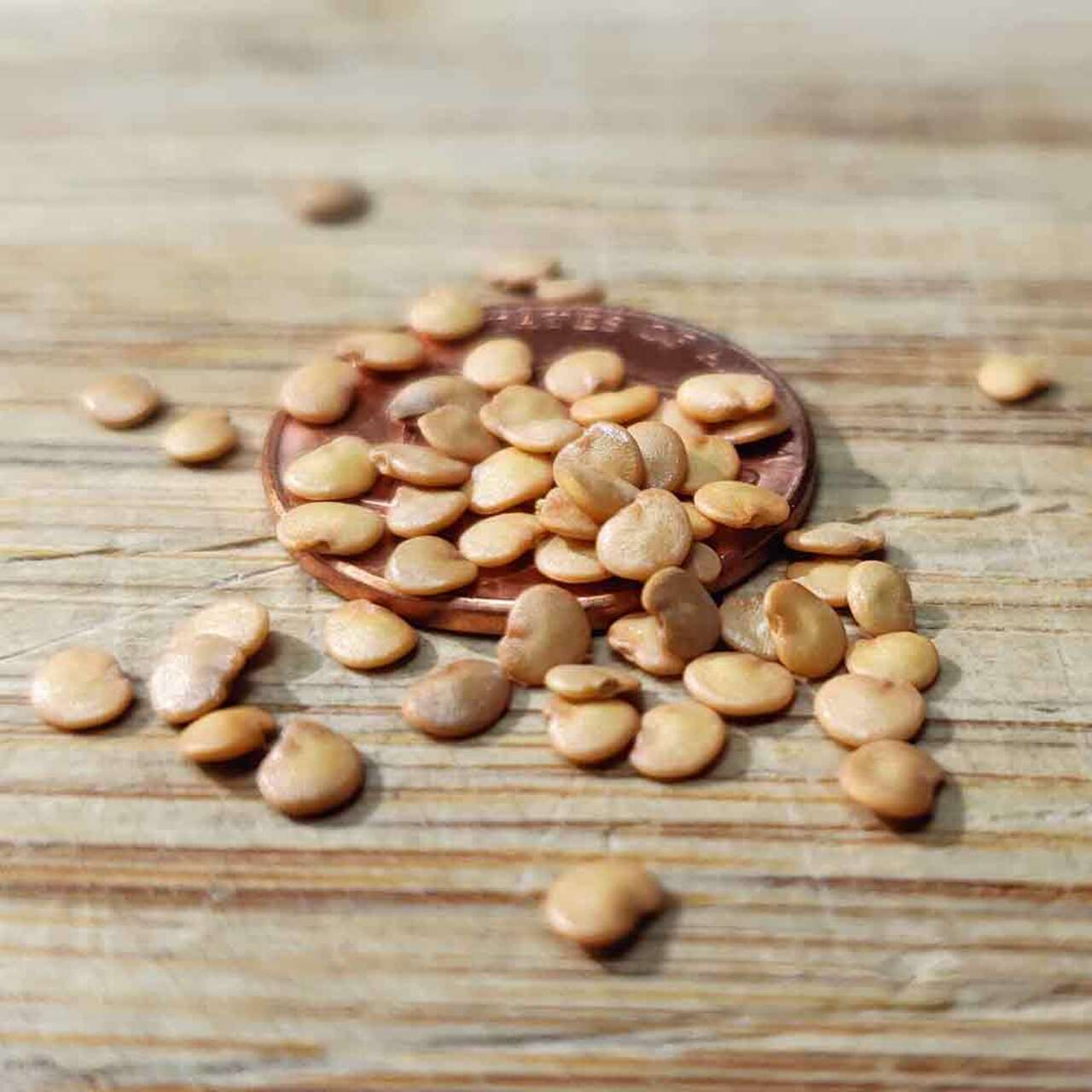 Aubergine Seeds