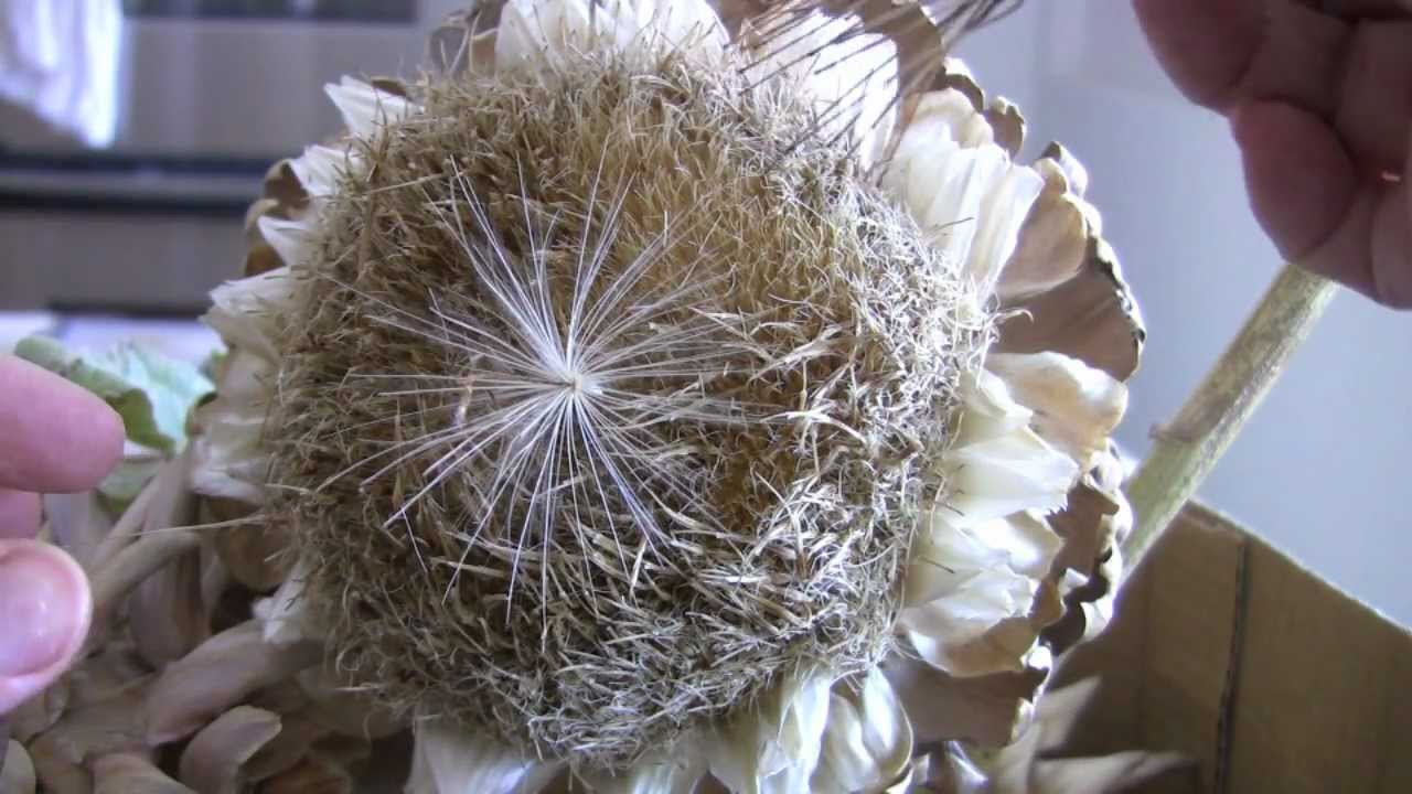 Artichoke Seed'