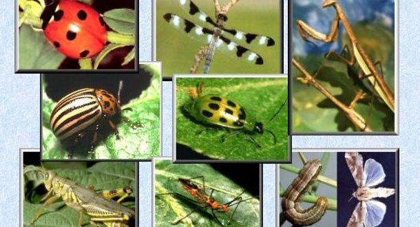 Biological Pest Control'