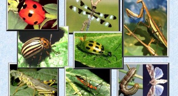 Biological Pest Control