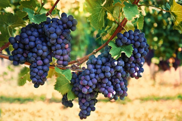 Grape Farm'