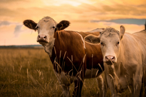 Crop and Livestock Insurance'