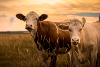 Crop and Livestock Insurance