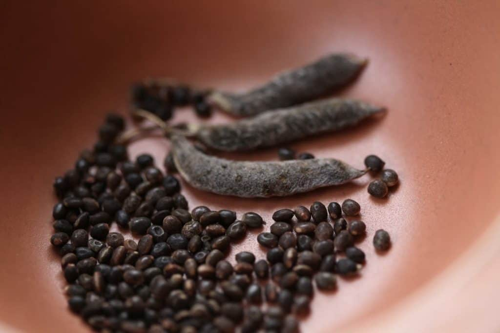 Lupine Seed