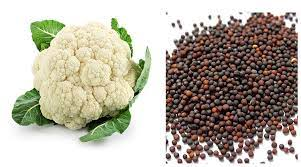 Cauliflower Seeds'