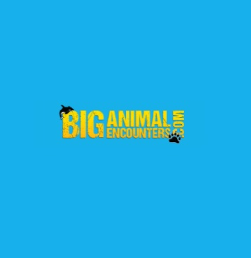 Big Animal Encounters Logo