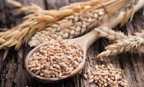 Spring Wheat Seed