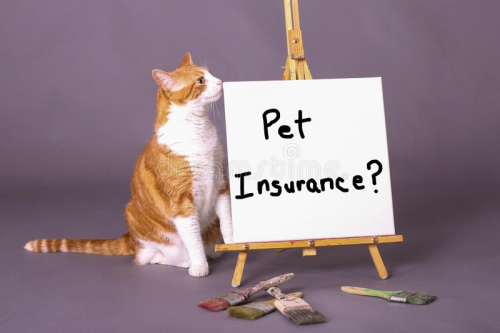 Pet cat Insurance'