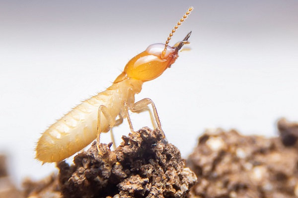 Termite Control Gold Coast'