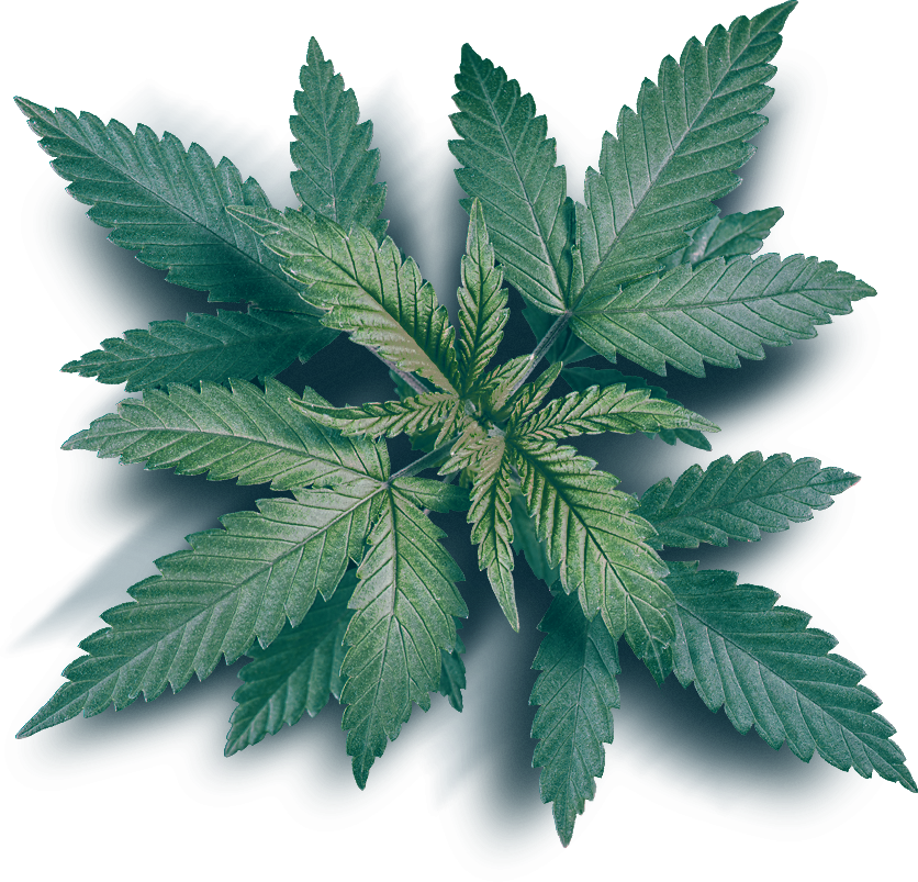 Company Logo For Leaf Marketing'