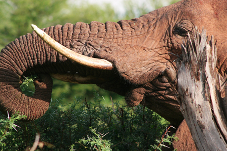 Last of the Elephants