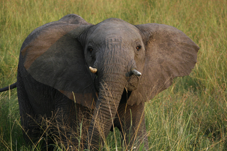 Last of the Elephants