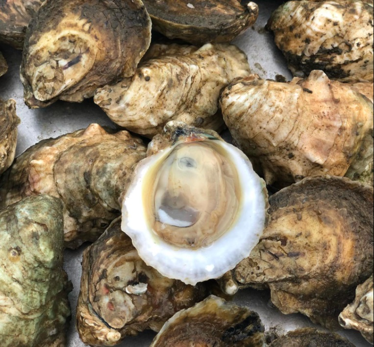 Seafood Raleigh Nc'