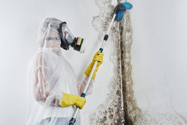 Phoenix Mold Remediation - Mold Containment & Removal'