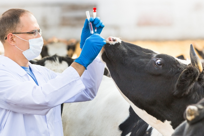 Veterinary Drugs Market'