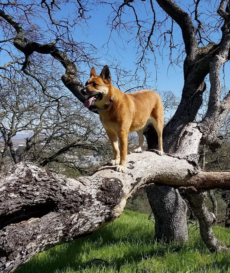 Dallas Dog Training'