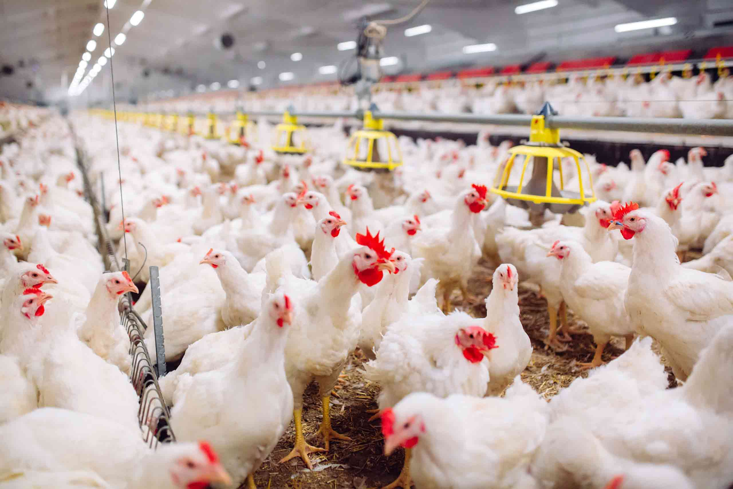 Poultry Insurance Market