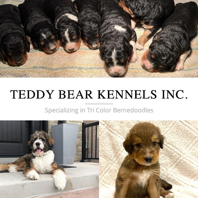 Company Logo For Teddy Bear Kennels'