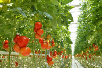 Vertical Farming Vegetables and Fruits Market