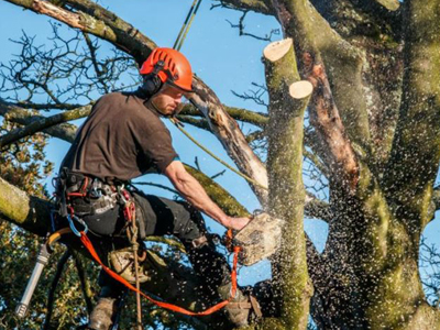 Company Logo For JChavez Tree Service Of Arlington'