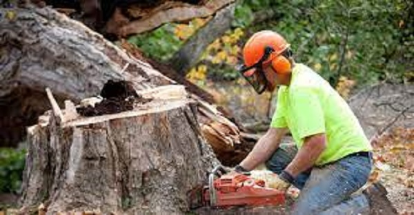 Company Logo For Sunshine Coast Arborist Tree Service'