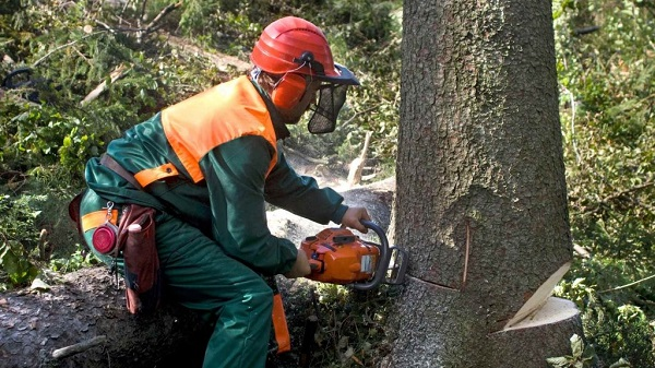 Company Logo For Sunshine Coast Arborist Tree Service'