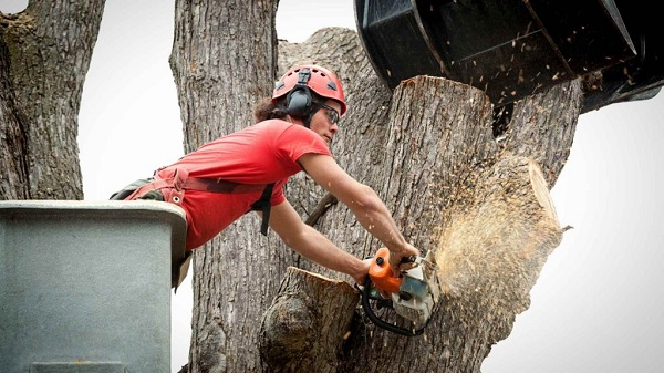 Company Logo For Sunshine Coast Arborist Tree Service'