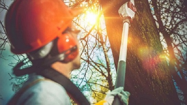 Company Logo For Sunshine Coast Arborist Tree Service'