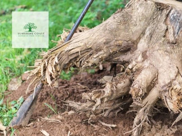 Company Logo For Sunshine Coast Arborist Tree Service'