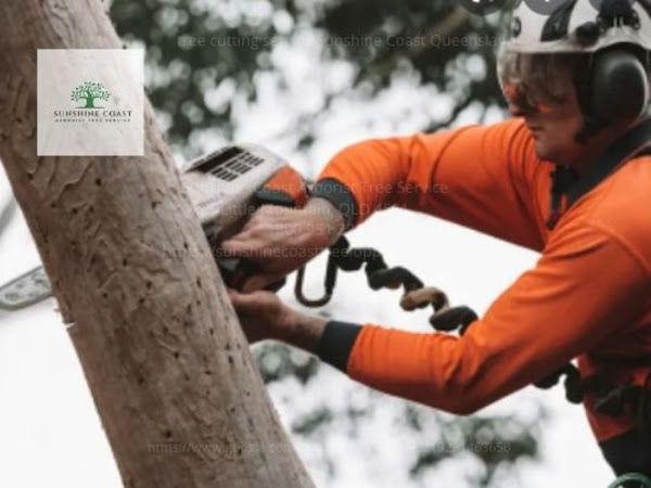 Company Logo For Sunshine Coast Arborist Tree Service'