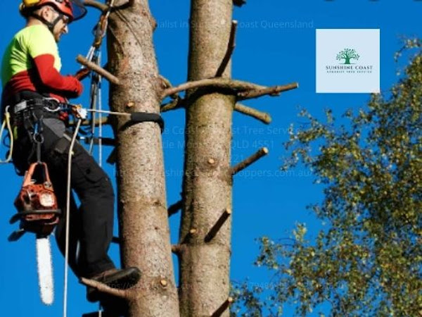 Company Logo For Sunshine Coast Arborist Tree Service'