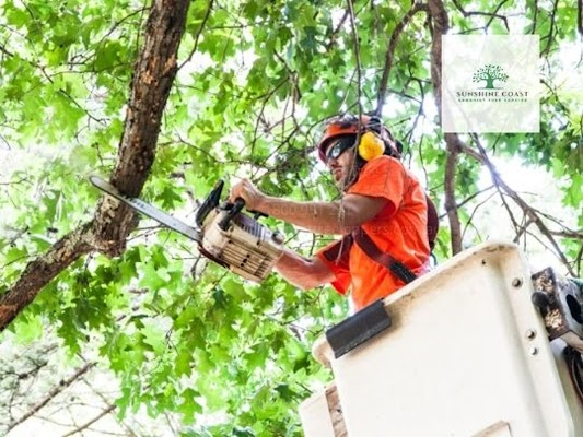 Company Logo For Sunshine Coast Arborist Tree Service'