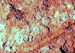 Joel Klenck: Thawing animal feces, Locus 6, Noah's Ark.