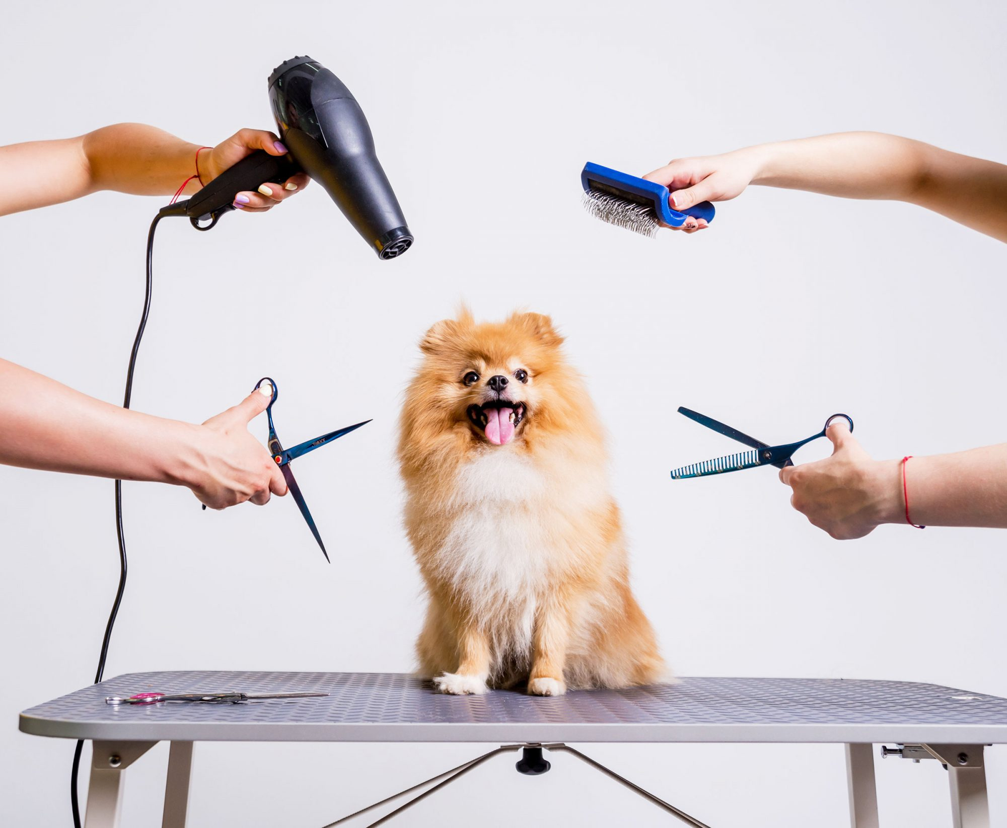 Dog Grooming Market