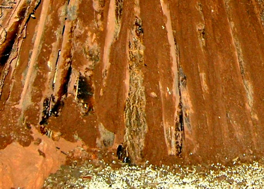 Joel Klenck: Decomposing wood and seeds, Locus 3, Ark.