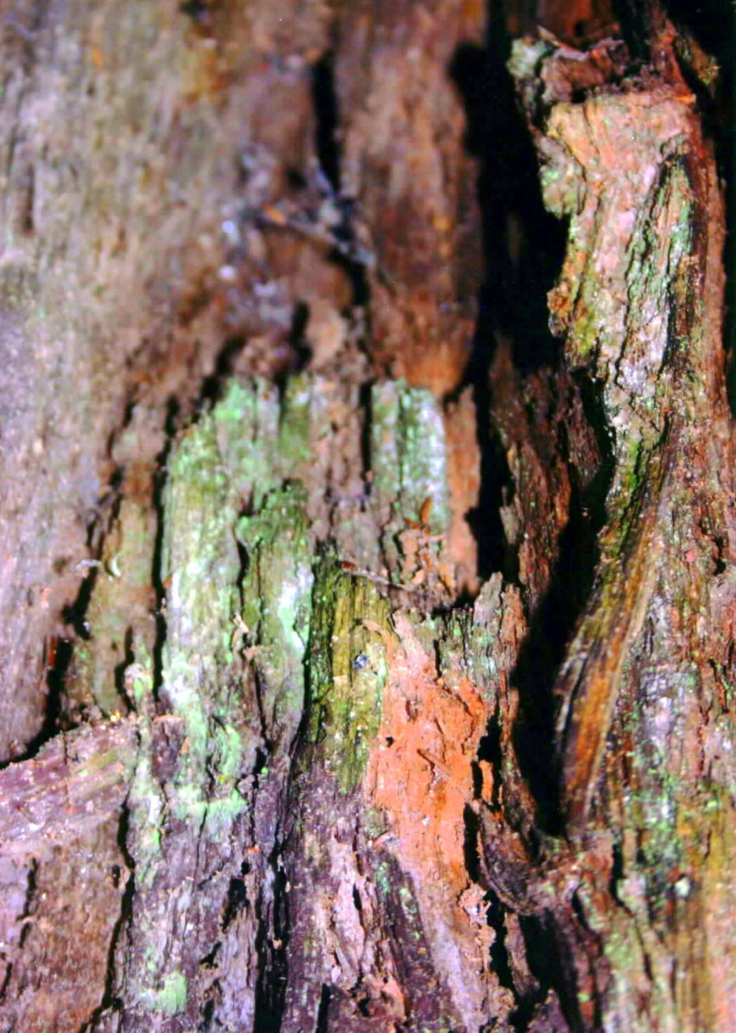 Joel Klenck: Thawing wood and microbial growth, L7, Ark.