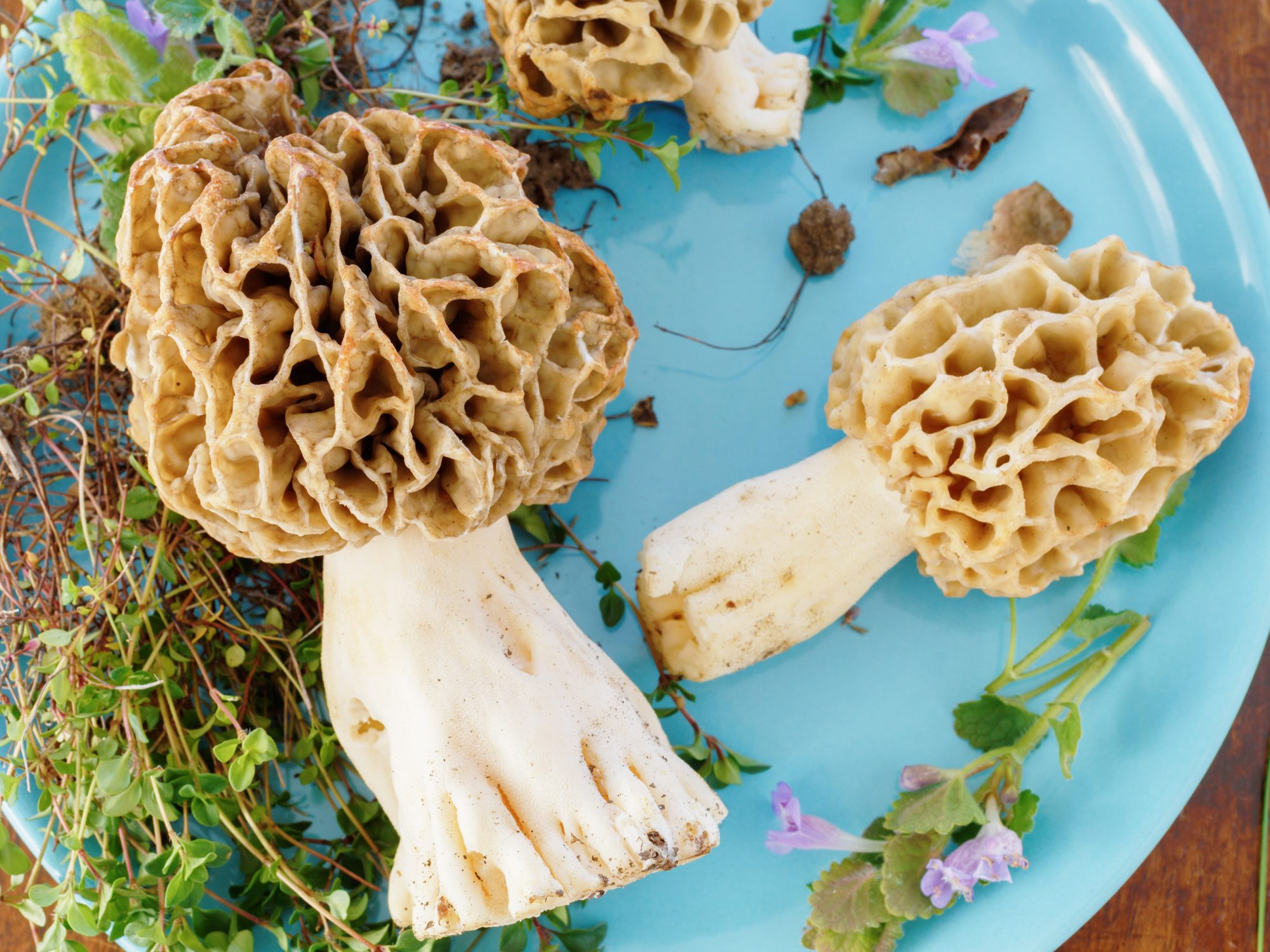 Morel Mushroom Market