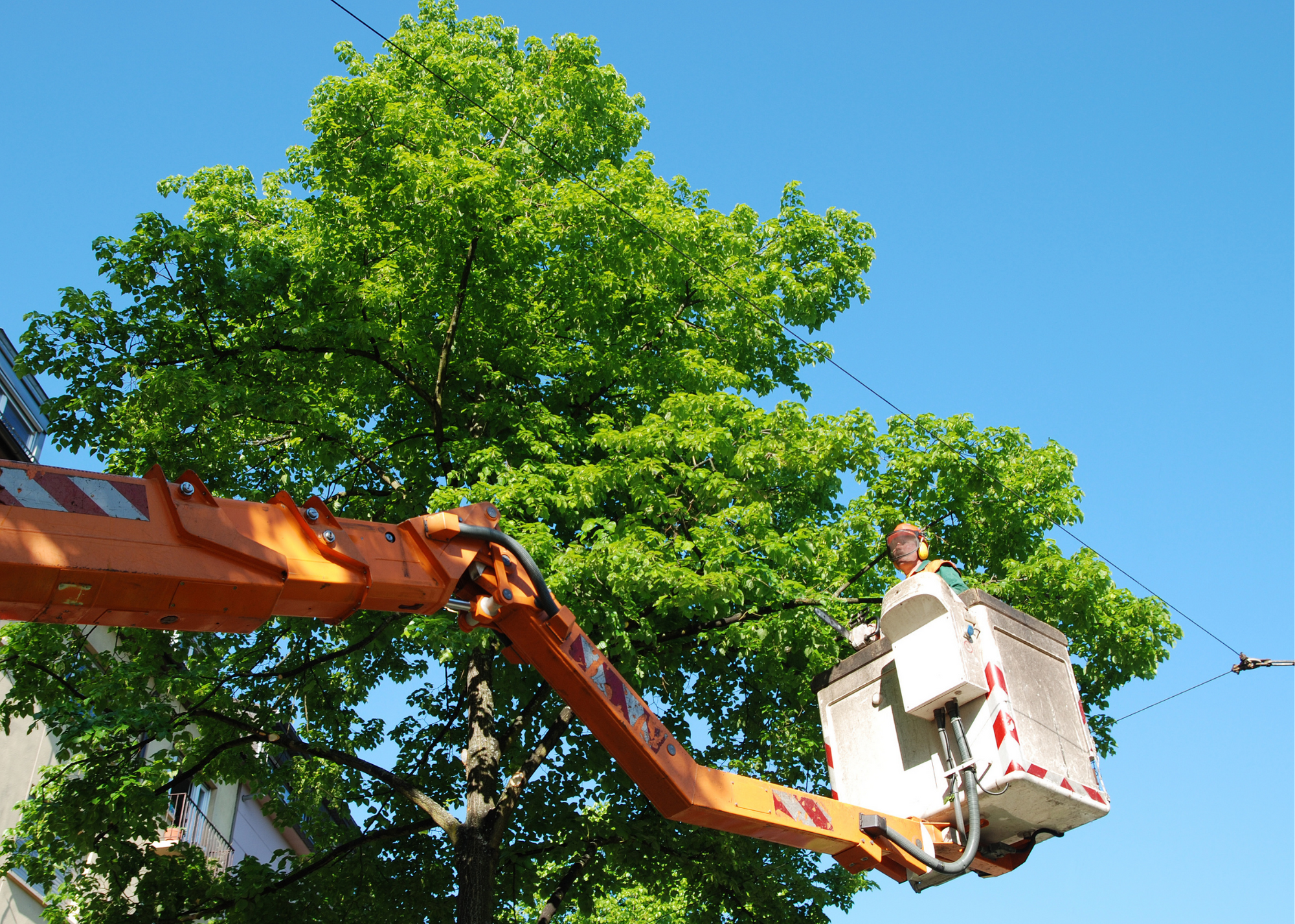 Company Logo For Old Town Spring Tree Service'