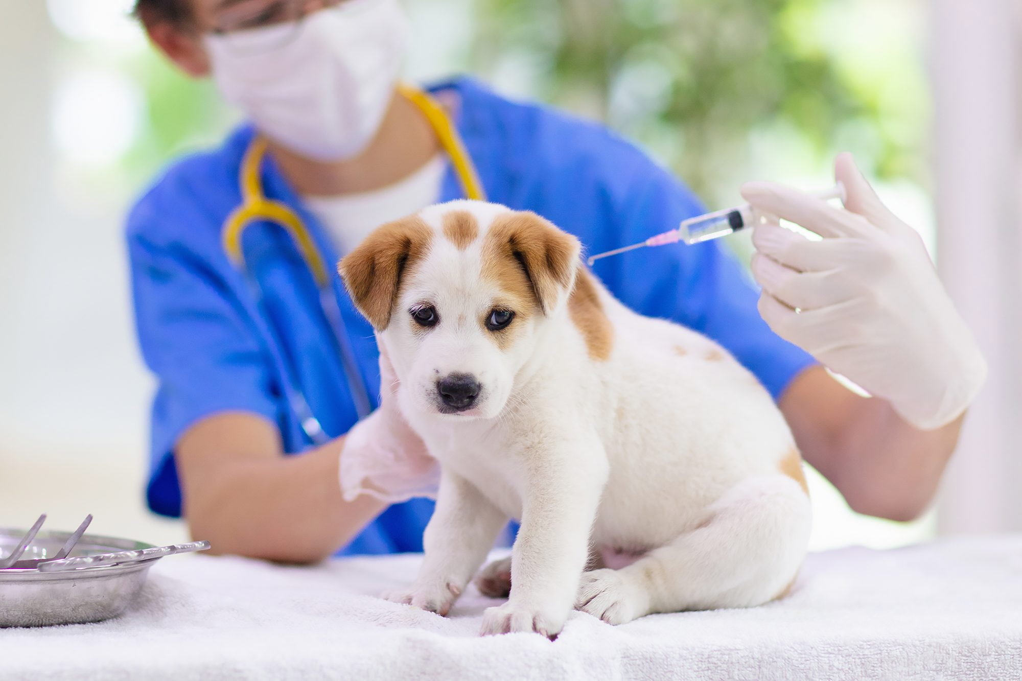 Dog Vaccine Market