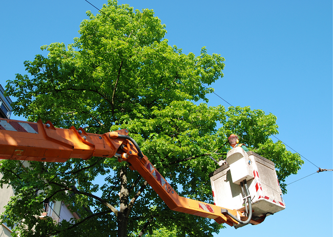 Company Logo For American Dream Tree Service'