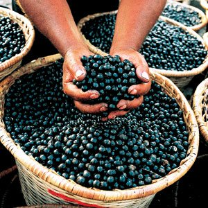 100% Pure Acai Extracts'