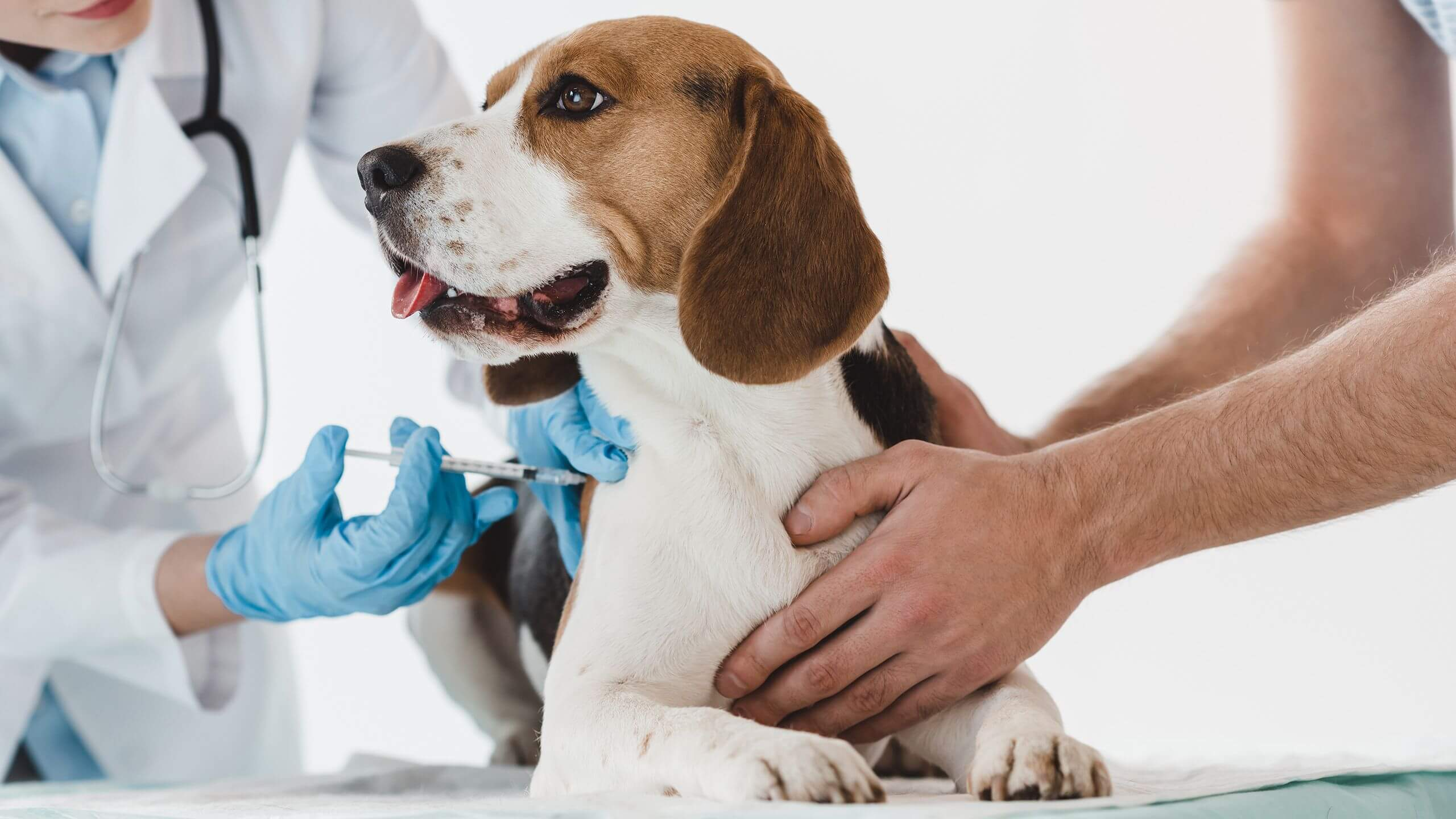 Veterinary Healthcare Product Market