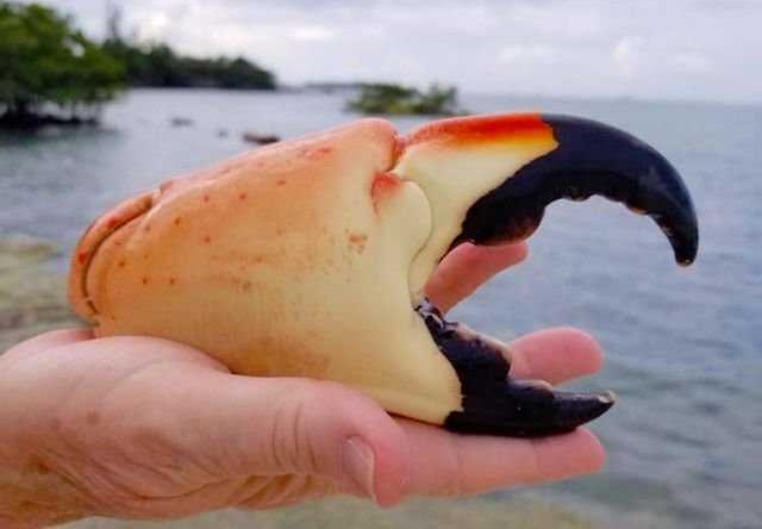 Florida Stone Crabs'