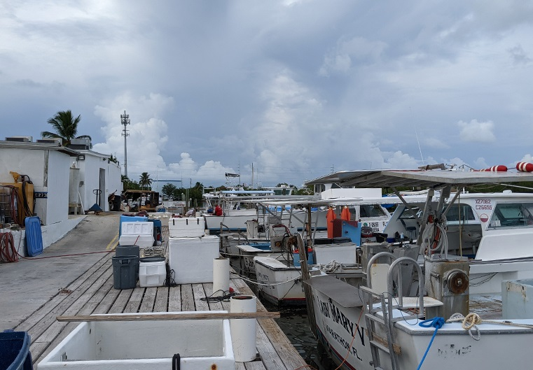 Fresh Stone Crabs'