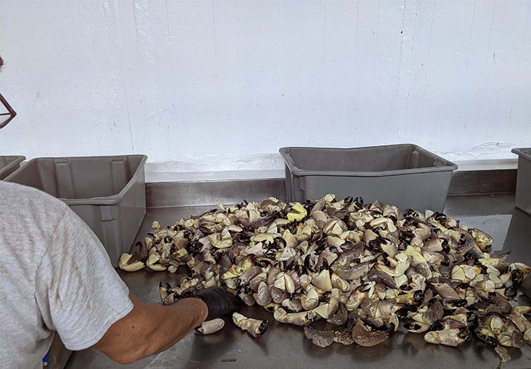 Fresh Stone Crab Claws'