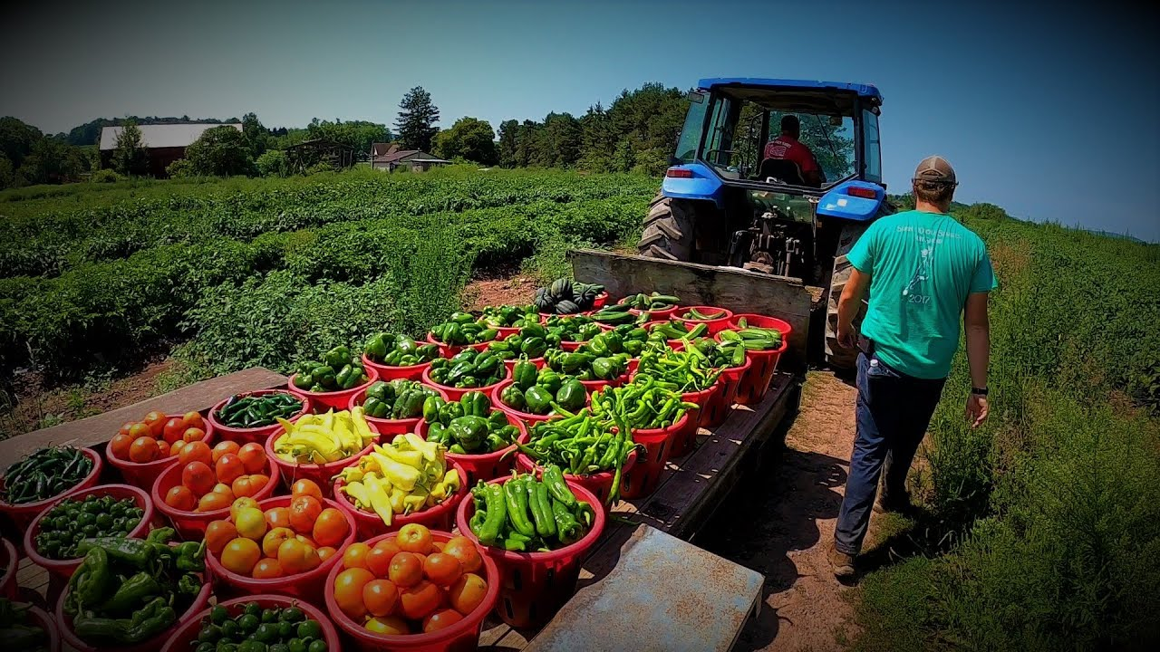 Vegetable Farming Market