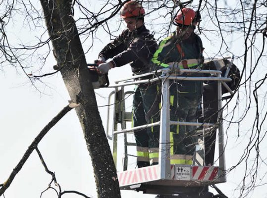 Austin Tree Trimming'