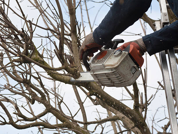 Tree Trimming South Austin'